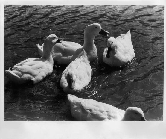 Adieu A X  57 by Takuma Nakahira contemporary artwork Photography