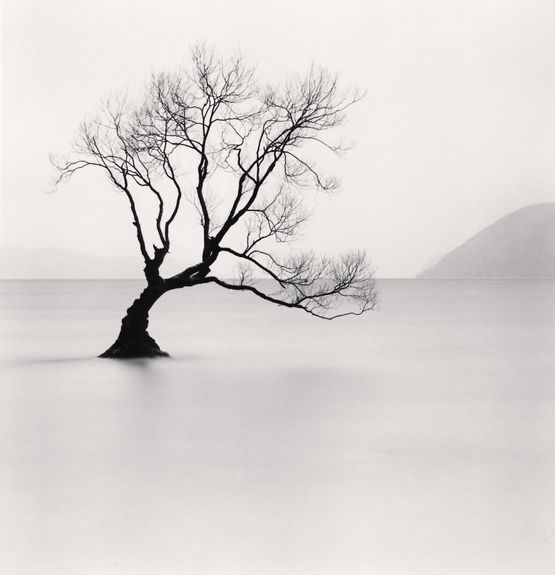 Wanaka Lake Tree Study 1 Otago New Zealand by Michael Kenna contemporary artwork Photography