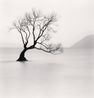 Wanaka Lake Tree Study 1 Otago New Zealand by Michael Kenna contemporary artwork Photography