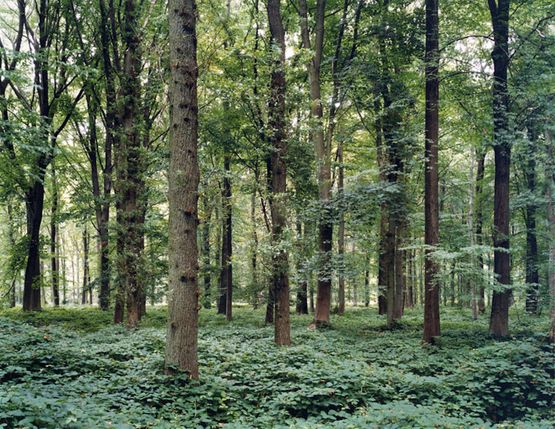 ForestLocation of the Battle of Somme Delville Wood France by Tomoko Yoneda contemporary artwork Photography