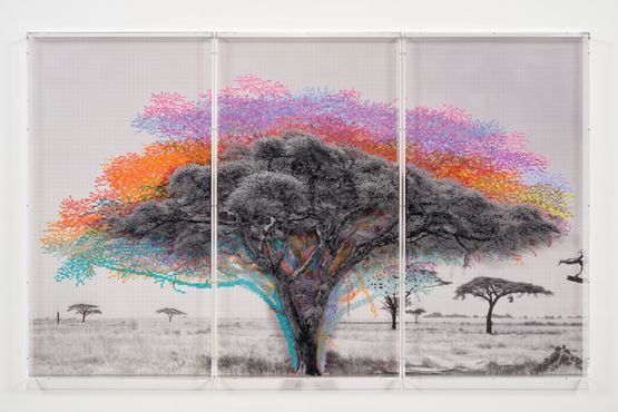 Numbers and Trees Tanzania Series 3 Acacia Tree 9 Pare by Charles Gaines contemporary artwork Mixed Media