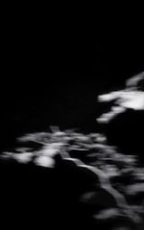 Nocturnal Assembly 12 by Anne Noble contemporary artwork print