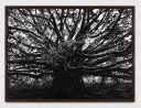 Medusa Banyan Tree Homage to J. Mitchell and J. Pollock by Robert Longo contemporary artwork Works on Paper
