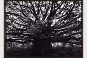 Robert Longo