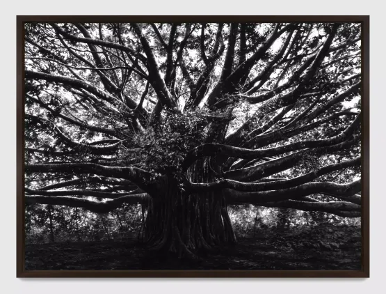 Medusa Banyan Tree Homage to J. Mitchell and J. Pollock by Robert Longo contemporary artwork Works on Paper