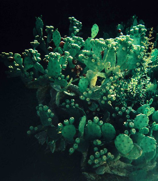 Untitled by Ziad Antar contemporary artwork Photography