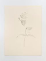 Tiny weed flower by Paula Siebra contemporary artwork drawing works on paper