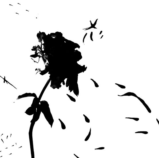 Grain Rain Series-Flower with Flying Text 14 BW by Hung Keung contemporary artwork Moving Image