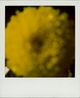 Untitled Dahlia by Walter Schels contemporary artwork Photography