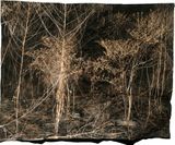 Manifest X by Tenzing Dakpa contemporary artwork photography