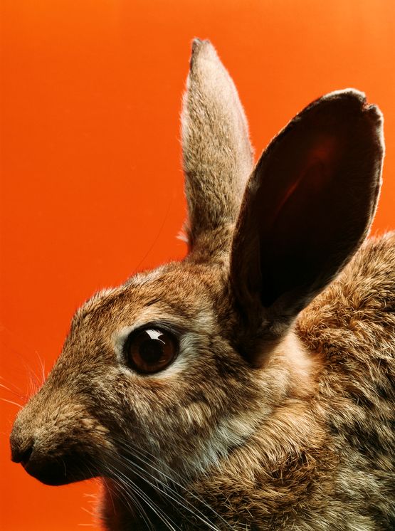 Larry Vickers by Michael Parekowhai contemporary artwork Photography