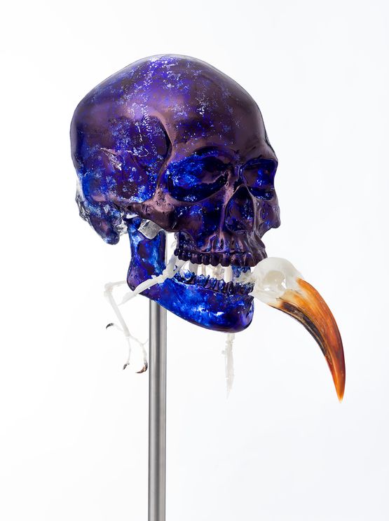 Skull with Von der Deckens Hornbill by Jan Fabre contemporary artwork Sculpture