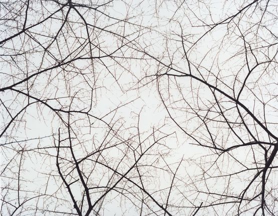 SakuraYasukuni ShrineTokyo by Tomoko Yoneda contemporary artwork Photography