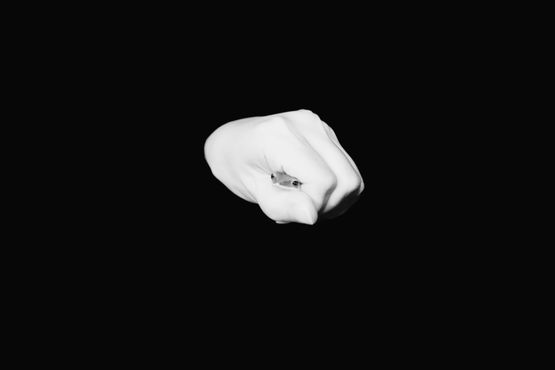 Spotted Tree Frog Survey by Robert Zhao Renhui contemporary artwork Photography
