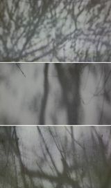 With Breeze Shadows by Barbara Edelstein contemporary artwork moving image print