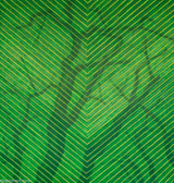 A Tree A Cloth No.3 by Pu Jie contemporary artwork painting