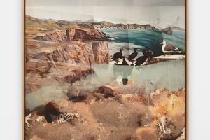 Petra Cortright