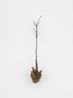 Witness Highview by Kelly Akashi contemporary artwork Sculpture