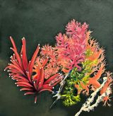 Memoria del agua I by Gabriela Bettini contemporary artwork painting