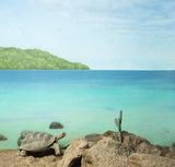 Turtle and blue sea by Eric Pillot contemporary artwork photography
