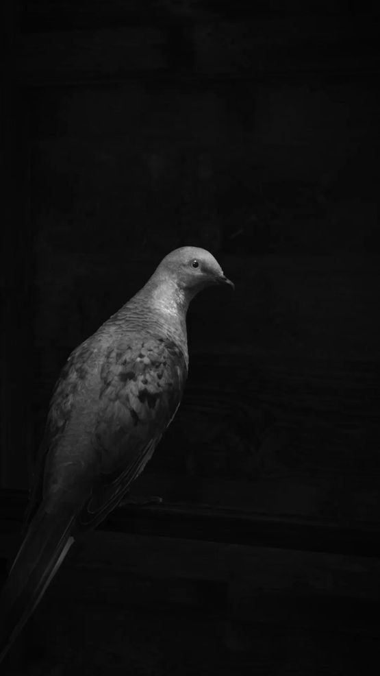 Endling Martha by John Gerrard contemporary artwork Moving Image