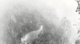 Heartbeat Nocturnal Animals by Chen Xiaoyi contemporary artwork moving image