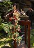 Ai-chan BONSAI pine in the garden by Aida Makoto contemporary artwork Photography