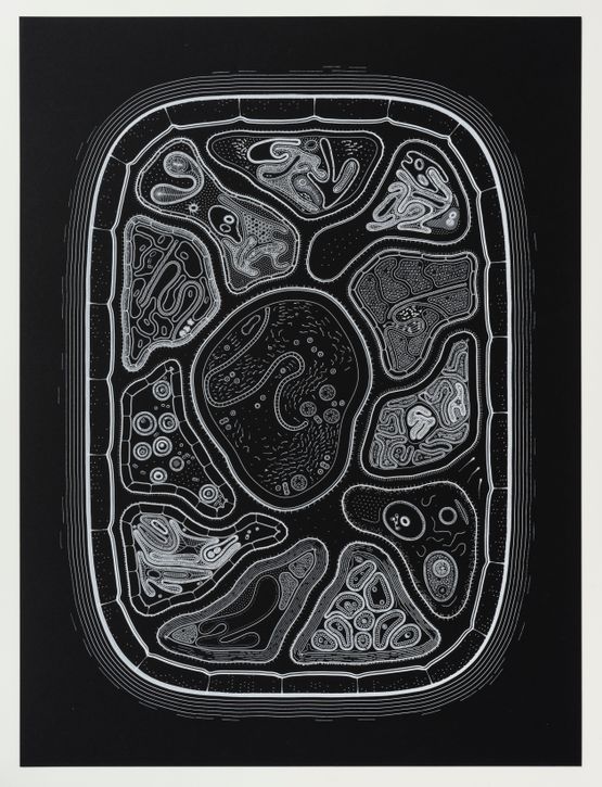 Zoofolium 02 by Golan Levin contemporary artwork Drawing