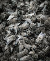 Song Sting Swarm 6 by Anne Noble contemporary artwork photography