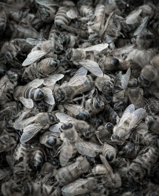 Song Sting Swarm 6 by Anne Noble contemporary artwork Photography
