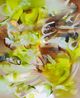 Midsummer by Grace Wright contemporary artwork Painting