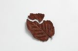 Dead Leaves Mr. Ns Former Factory2 by Aoyama Satoru contemporary artwork textile