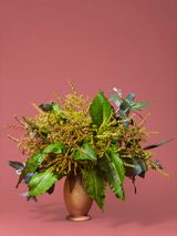 The Seamstress Dock Rumex obtusifolius L by Ann Shelton contemporary artwork print