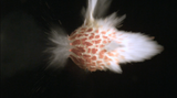Envy 7 by Steve Carr contemporary artwork moving image