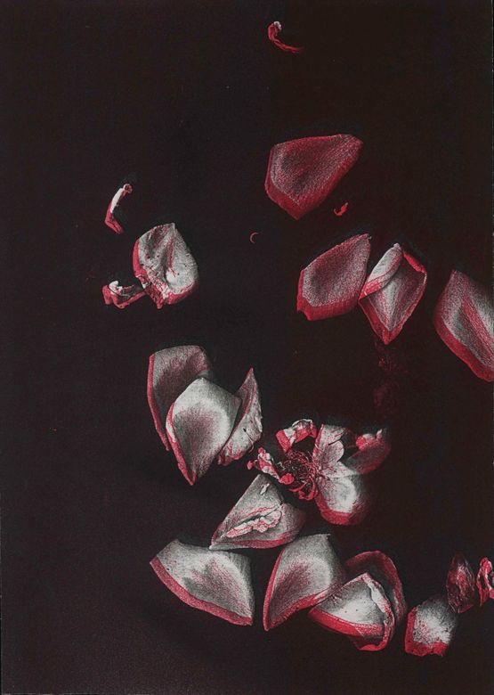 Untitled red and white petals by Pati Hill contemporary artwork Print
