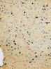 White foam chip by Judy Darragh contemporary artwork Print