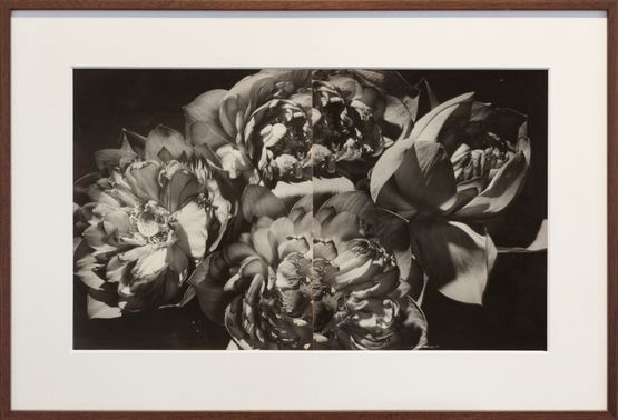 Lotus blooms by Lionel Wendt contemporary artwork Photography