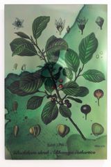 Plants Bleed Lakes Buchthorn Shrub by Janet Laurence contemporary artwork sculpture