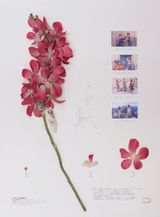 Orquidea Vanda y 4 antropometrias artificiales by Alberto Baraya contemporary artwork mixed media