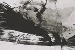 Lan Zhenghui contemporary artist