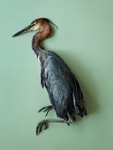Goliathreiher Ardea goliath Leibniz IZW Berlin 2017 by Thomas Struth contemporary artwork photography print