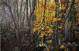 Les Arbres Sont des Poemes II by Tamara Haddad contemporary artwork painting