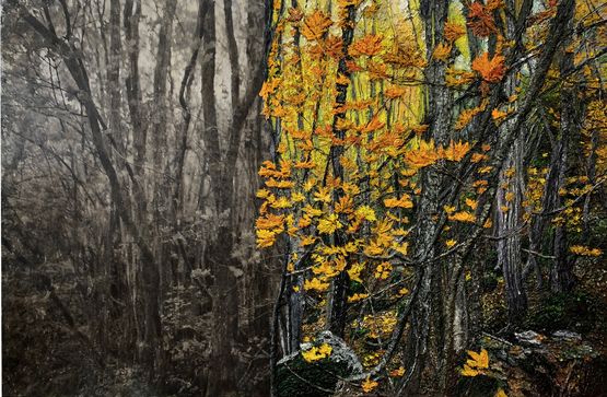 Les Arbres Sont des Poemes II by Tamara Haddad contemporary artwork Painting