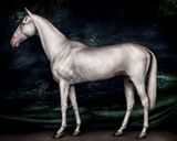 Horses II Urtasaray Uzbekistan by Mario Testino contemporary artwork print