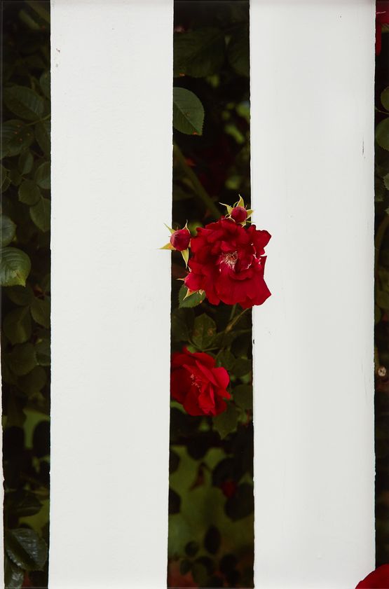 Picket Fence II by Roe Ethridge contemporary artwork Print