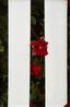 Picket Fence II by Roe Ethridge contemporary artwork Print