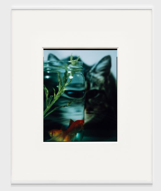 Fishermans Friend by Joao Maria Gusmao contemporary artwork Photography
