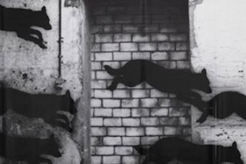 Astrid Klein contemporary artist