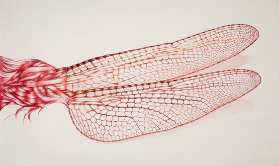 Libelulis Stella by Rodolpho Parigi contemporary artwork Drawing