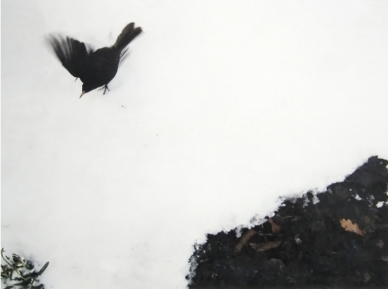 No. 60 Janvier - Fevrier 1987 by Jean-Luc Mylayne contemporary artwork Photography